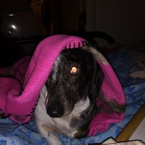 Meet your Posher, Annie